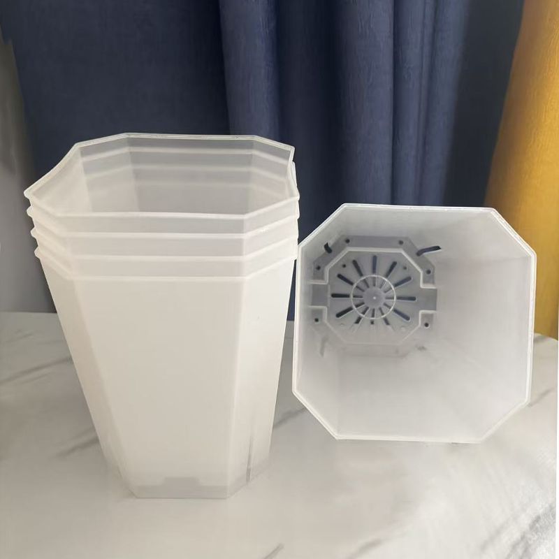 Maceta transparente de 15cm pa - Echeveria Succulent reseña y precio